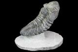 Drotops Trilobite With White Patina - Great Eyes! #146602-6
